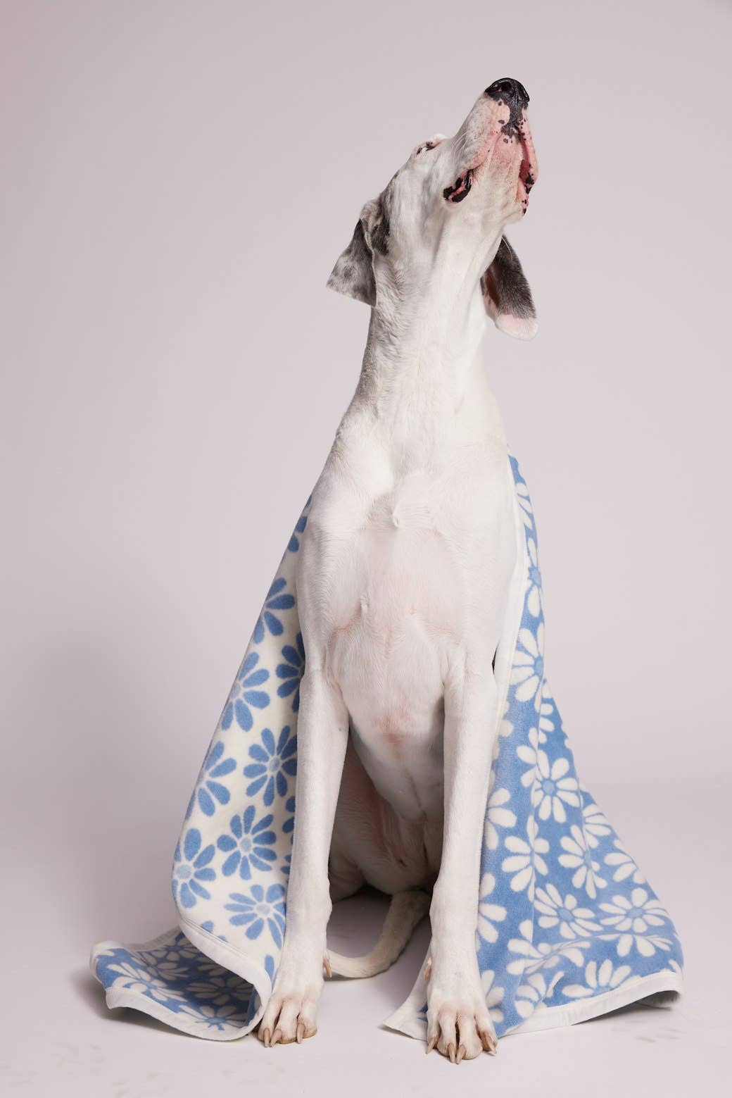 Fresh as a Daisy Fog Midi Blanket