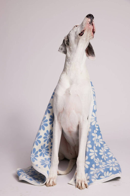 Fresh as a Daisy Fog Midi Blanket